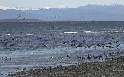 Brant Count March 28, 2023