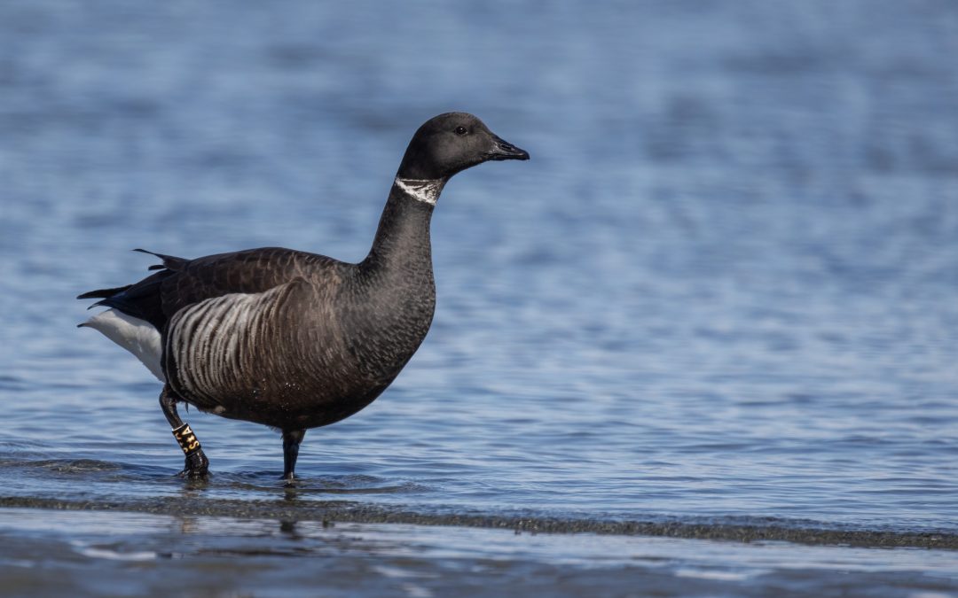 Brant Count March 7, 2023
