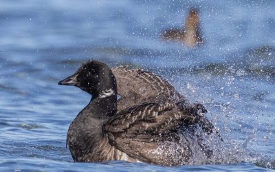 Final Brant Count – Tuesday April 25th, 2023