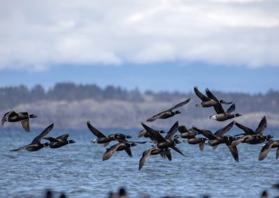 Angie-Ooms-flying-brant-geese-qualicum