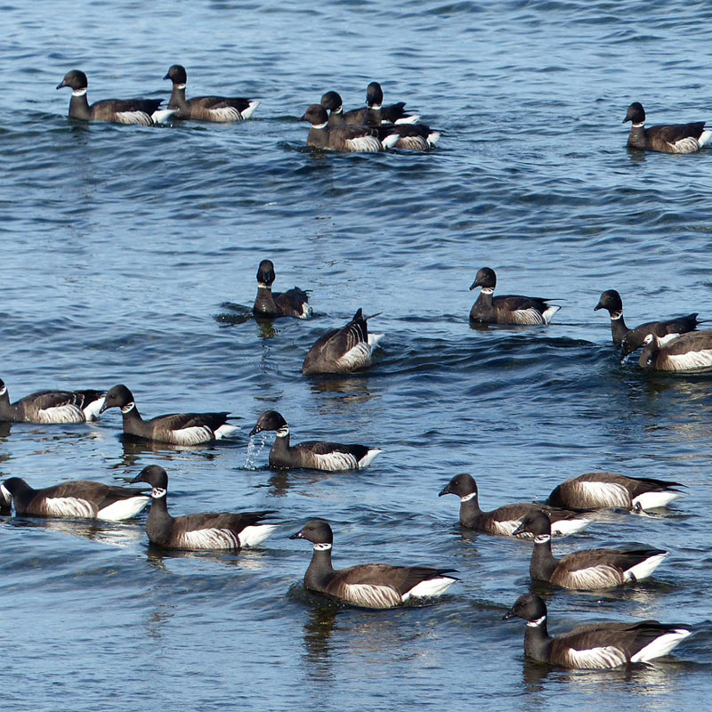 Brant Geese on the shores of Parksville and Qualicum Beach