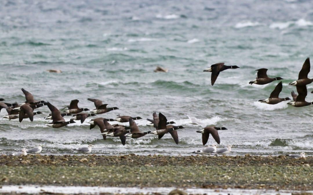 Arrowsmith Naturalists Brant Count – April 28, 2025