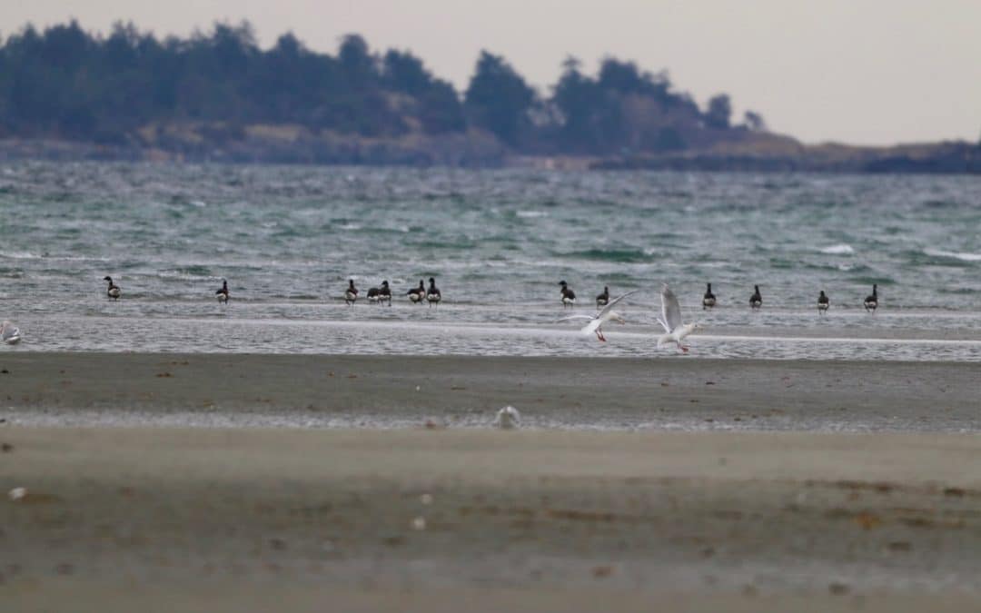 Brant Count March 14, 2023