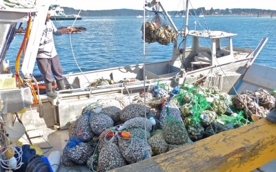 Forage Fish – The Foundation of Our Marine Food Web