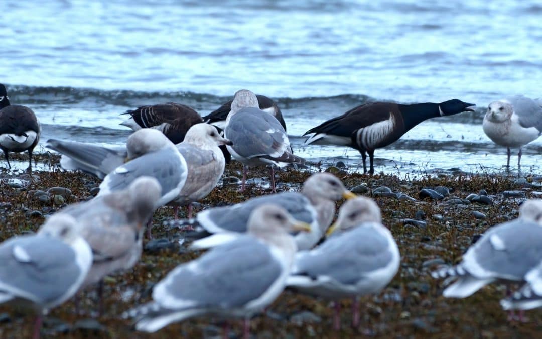 Arrowsmith Naturalists Brant Count – April 14