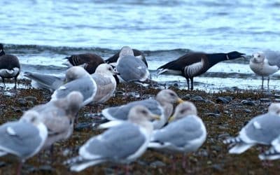 Arrowsmith Naturalists Brant Count – April 14