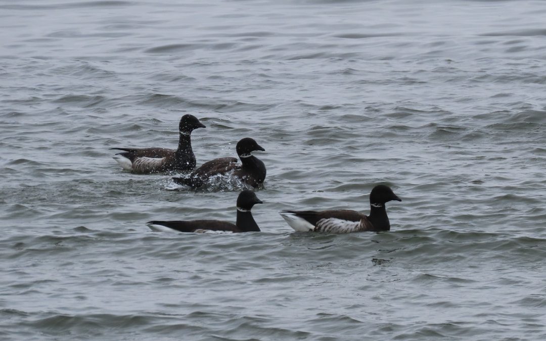 Brant Count March 22, 2023